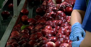 Παγκόσμια πρωτιά για την Ελλάδα: Στην κορυφή των εξαγωγών κομπόστας ροδάκινου - ertnews.gr