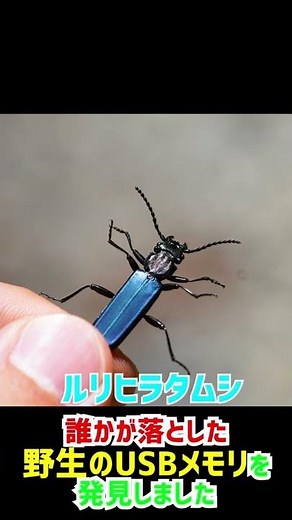 誰かが落としたUSBメモリを発見しました #shorts