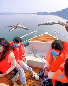 7.5M views · 485K reactions | Beautiful geese flying near these people's boat | Simple ideas | Facebook