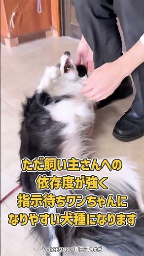 A Border Collie who loves to be petted! Packed with both smarts and charm♪ #LifeWithDogs #BelovedDog