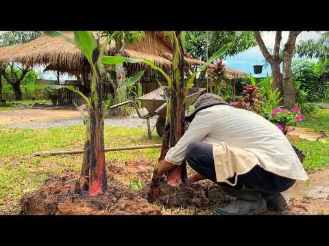 How to Grow Banana Trees in Your Backyard 🍌 Easy Gardening Tips