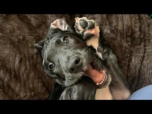 Oakley the Great Dane howling