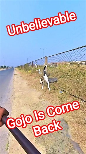 Gojo Is Come Back Dog Catching #dog #gojo #back #streetdogplanet44 #shorts #ytviral