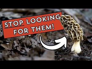 The Best Morel Hunting Advice You've Never Heard Before!