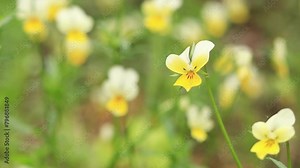 Violet tricolor. Wild violet tricolor flower in the forest close-up. Spring wild flowers on a blurred background. Natural background