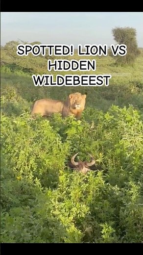 Lion vs Hidden Wildebeest – Did It Survive?