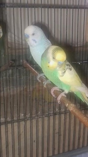 ‎"Budgies Feeding Each Other | True Love Birds Moment ❤️"