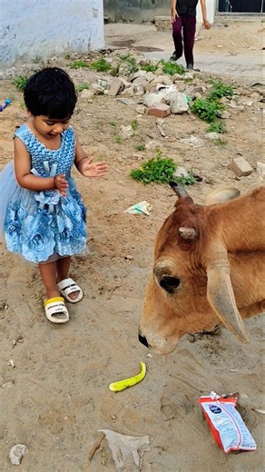 क्युट❤️ गौरी🙏#babycow #shortsfeed #calf #shortvideo #cow #ytshorts #cowvideos #shorts #cowvideo #cut