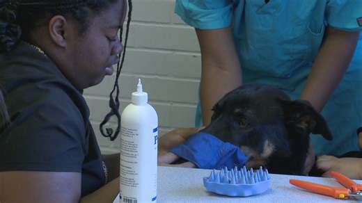 Students training to be vets practice on live animals