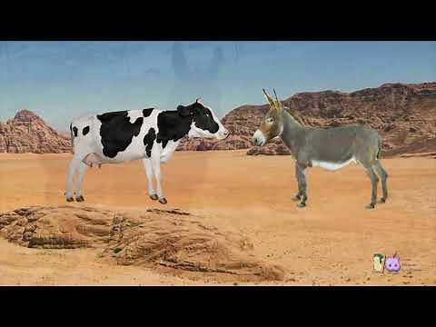 El mejor chiste corto animado - Vacas y Burros