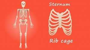 Human, Skeleton, Anatomy. Free Stock Video