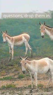 Rarest Wild Ass of Gujarat’s Rann 🐎| લિટલ રણ કચ્છના જંગલી ખચર #wildlifeshorts #indianwildlife