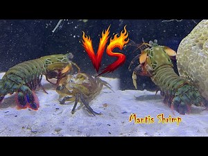 Mantis Shrimp's Punch Destroys Everything in Seconds