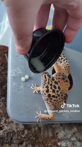 what do I do with infertile Leopard Gecko eggs? #leopardgecko #egg #pet #enrichment #ethicalbreeder