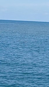 394K views · 1.2K reactions | Guane buaya main merayai muara Kuala Paka pulok nih.. hok kat drawbridge Ktrg ke mari cni??? | Ustaz Saiful Bahri | Facebook