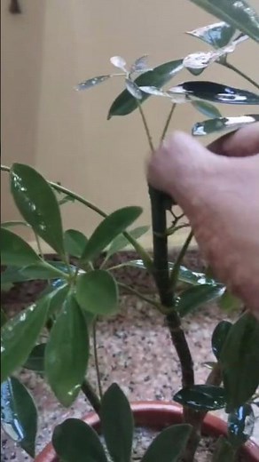Schefflera , umbrella plant To Make it a Bonsai and care Tips