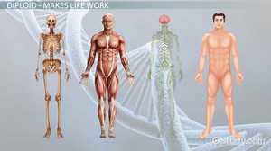 Diploid Cell | Overview, Definition & Examples