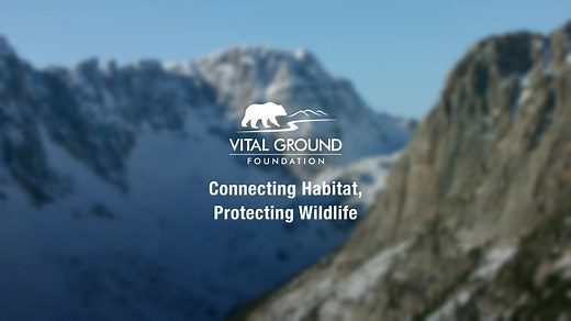 207 reactions · 36 shares | The parcels we strategically protect help link the landscape together for large mammals like bears, elk, and much more. Learn more about our mission of connecting habitat and protecting wildlife at www.vitalground.org. : Eric Ian | Vital Ground | Facebook