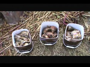 Making Fish Oil and Bowfishing Pics Part 1