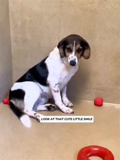 Heartwarming Reactions of Rescue Dogs Getting Adopted