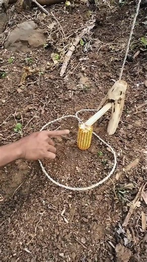 trapping squirrels🐿️#bushcraft #outdoors #trap #survival