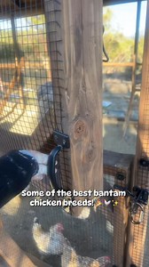 Some of the best bantam chicken breeds! 🥰🐓✨ #bantam #breed #chickens #chickensoftiktok #fyp | Chickens12