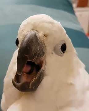 Screaming Parrot