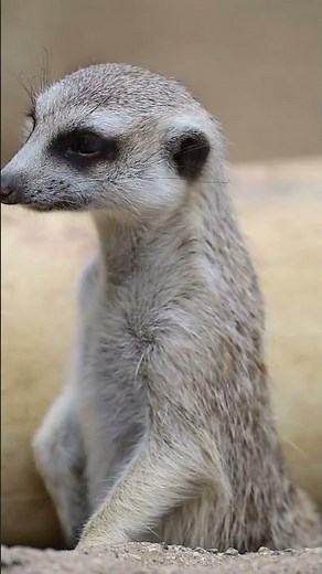 Meerkats: Alert, Adorable, and Always Watching!