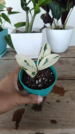 Starlight ficus propagation from branch cuttings 🌱 #gardening #plantsreels #gardenreels #plants #trendingreel #reels #garden #viralpost2025 #facebookviral | Gardening Ideas