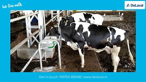 1K views · 83 reactions | DeLaval water trough ensures round the clock availability of fresh water to Dairy Cows. Milk Producing cows need 80-100 litres of fresh water every day for milk Production. DeLaval Water troughs are made in Stainless Steel thus are rust proof and have a handle for tilting the for cleaning. By ensuring 24/7 availability of fresh water, ensure stable milk production and overall health of animals even in summer season | DeLaval | Facebook