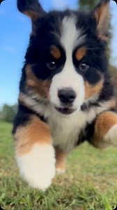 A very cute shark and an adorable angry panda bear but still. | Bunsen Berner