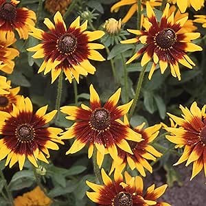 Outsidepride Autumn Forest Rudbeckia Seeds - 10000 Pcs. Annual, Easy to Grow & Self-Seeding Flower Seeds for Planting Red and Yellow Blooms, for Low Maintenance Pollinator Gardens & Erosion Control
