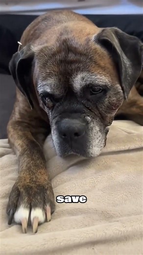 Simple "hi" to fight her cancer—don't let Lucy fade alone 😢