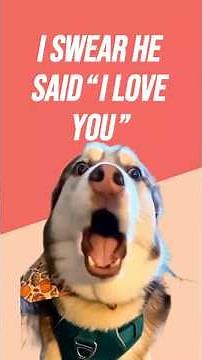 Best Talking Dogs Compilation #funny #pets #dogtalk