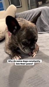 14 reactions |  We found the best Itch Relief Solution! Our expert research has uncovered the ideal pet companions to ensure your house remains free from any irritants that may cause discomfort. Say goodbye to allergies and hello to a healthy environment with our recommended choices. Don't wait - act now, as you deserve a safe haven filled with love and joy. | Nature's Dog: Wellness Journal | Facebook