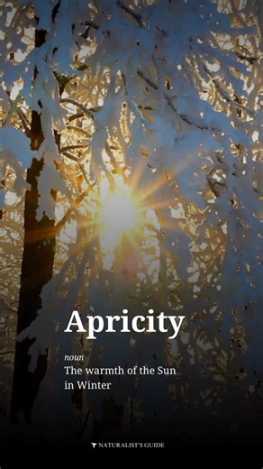 Naturalist’s Guide | Wildlife, Nature, Folklore, and More on Instagram: "☀️ Apricity (noun) — The warmth of the Sun in Winter #nature"