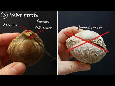 Bivalves vs Brachiopods: how to make the difference? (by Mrs. Ruault-Djerrab).