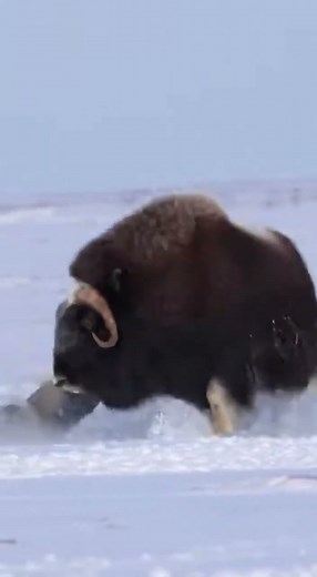Musk Ox Destroys Arctic Wolf Pack 🐂❄️💥