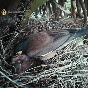 Common Myna Beautifully feeding her little baby in the nest! (EP07) | Review Bird Nest