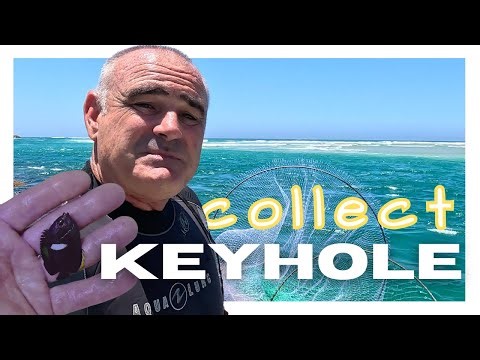 Collecting This Angelfish RUINED Me!!