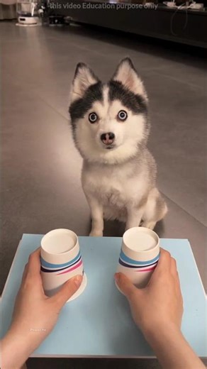 😭 ये देखो इसे चीटिंग करना डॉगी से पड़ गया भारी!