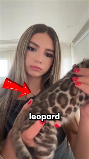 Is it legal to keep a leopard at home? #cat #pets #kitten #shorts #fyp