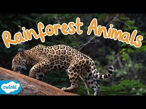 The Animals Of The Rain Forest
