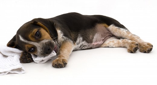 Blue Tick Beagles - 30 Fantastic Fun Facts