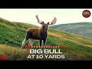 EPIC Moose Hunting Adventure (Bull at 10 Yards) | Canada in the Rough
