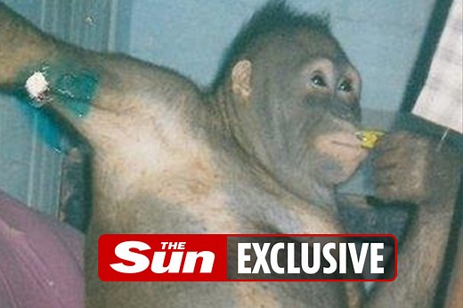 Heartbreaking story of Pony, the orangutan with the most sickening dark past
