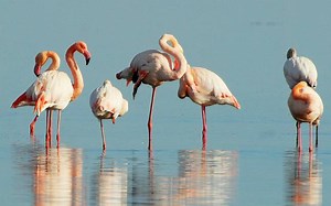 Dead flamingos tell scientists the secret behind their standing on one leg