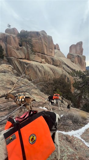 Boulders and rocky terrain act like a natural nail file for goats. As they climb and move over uneven ground, their hooves wear down more evenly, which can mean healthier feet and fewer trims over time. It’s not a replacement for regular hoof care, but rocks definitely help do some of the work. #PackGoats #goatsofinstagram #goats #goatlife #packanimal | Guided Goat Hikes