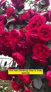 2.5K views · 38 reactions | Watch this Red Climbing Rose Bloom to Perfection #roses #climbingroses #flowergardening #gardenbeauty #gardeningtips | Seeds Connectorg | Facebook