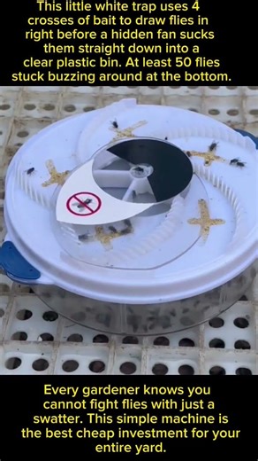 The Secret Weapon Against Garden Bugs 🐞💥 #gardeningtips #viral #shorts